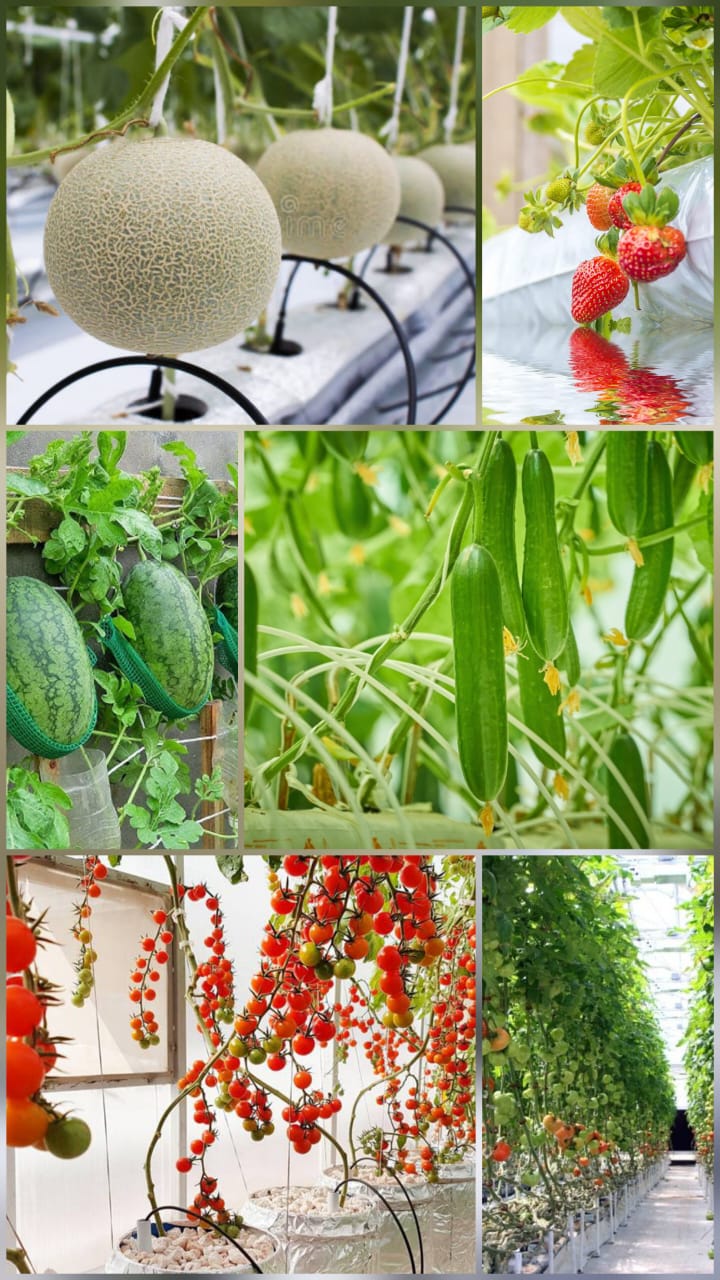 Hydroponic Products